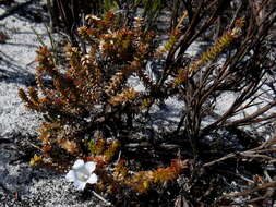 Image of Roella recurvata A. DC.