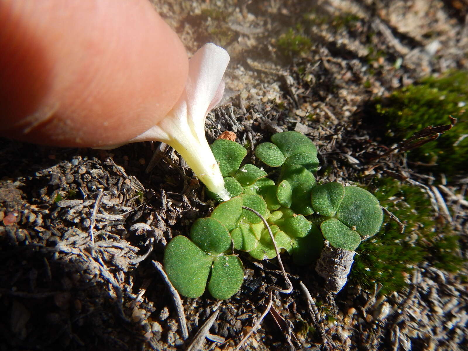 Sivun Oxalis pulchella var. tomentosa Sond. kuva