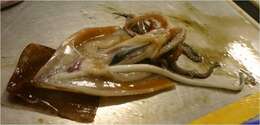 Image of Greater Hooked Squid