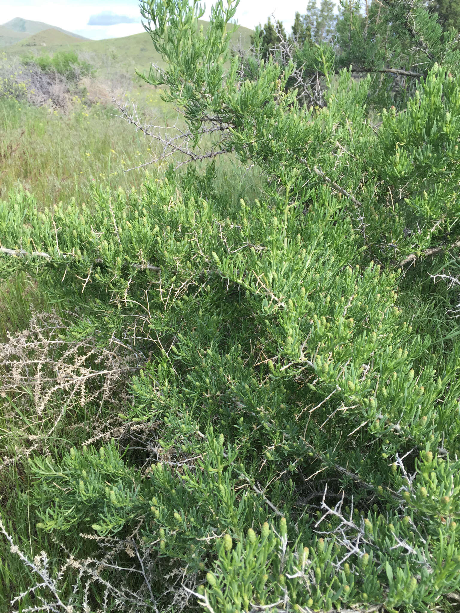 Image of black greasewood