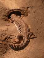 Uromastyx aegyptia (Forskal 1775)的圖片