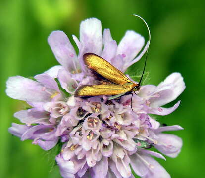 Image of Nemophora metallica