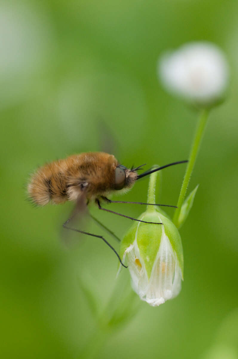 Image of Large bee-fly