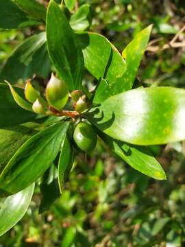 Plancia ëd Persoonia stradbrokensis Domin