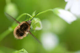 Image of Large bee-fly