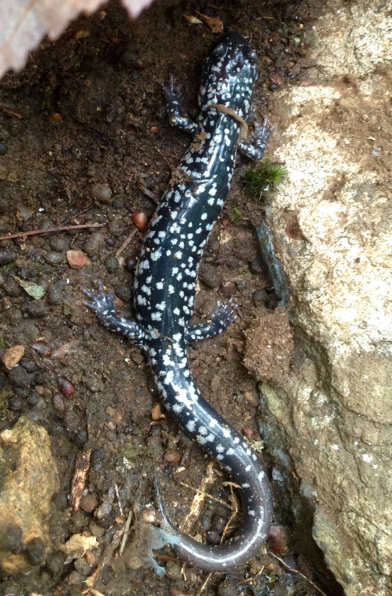 Image of White-spotted Slimy Salamander