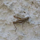 Image of sharp-tailed grasshopper