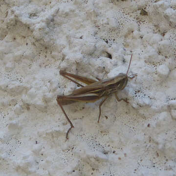 Image of sharp-tailed grasshopper