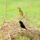 Image of Red-shouldered Blackbird