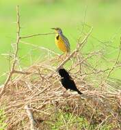 Image of Red-shouldered Blackbird