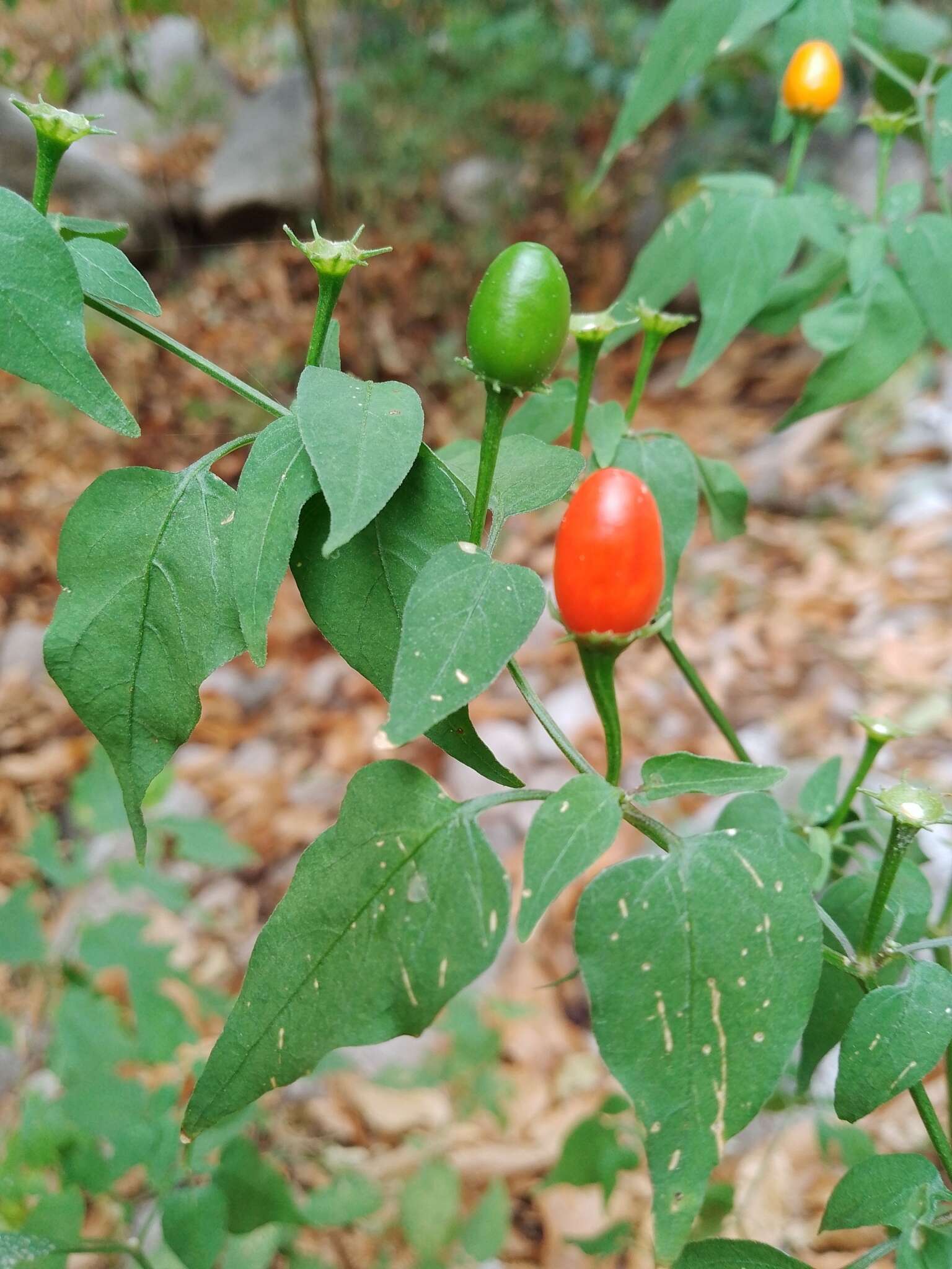 Image of Capsicum chacoense A. T. Hunziker