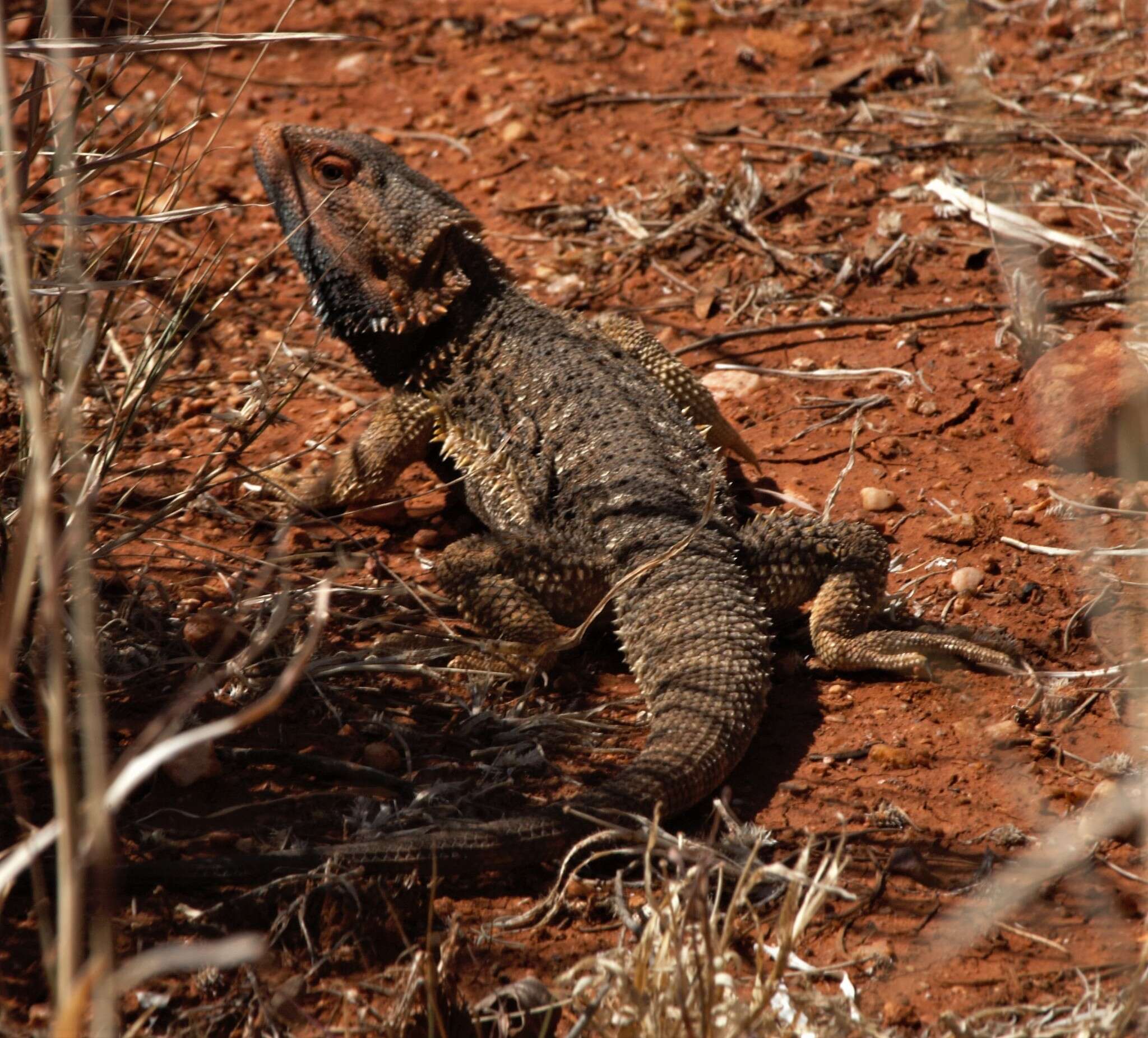 Image of Central bearded dragon