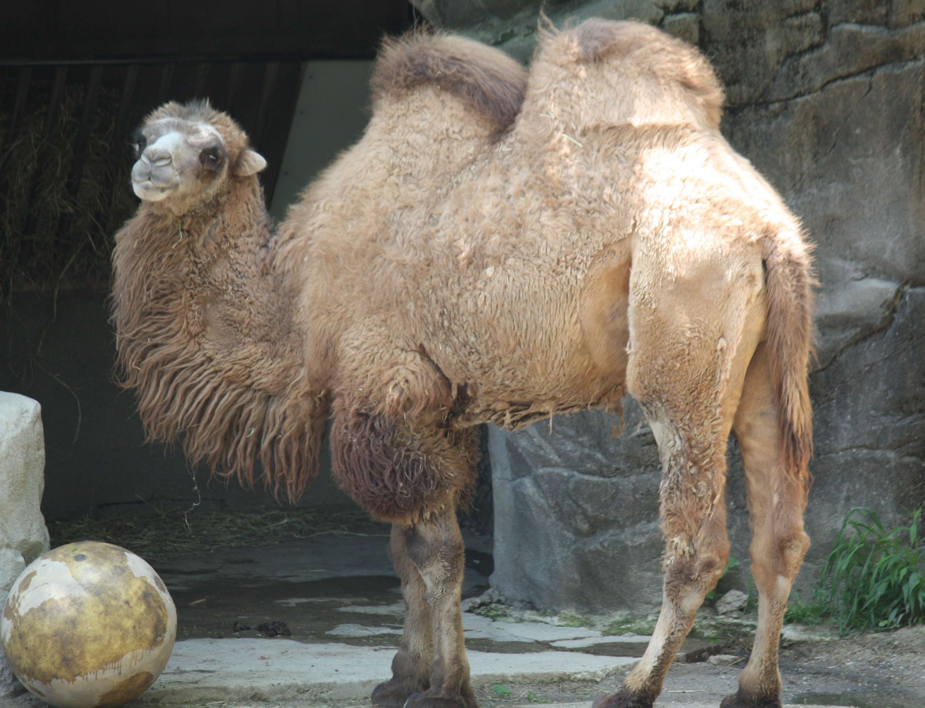 Image of Bactrian camel