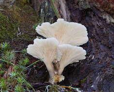 Image of Omphalotus nidiformis (Berk.) O. K. Mill. 1994