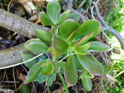 Image of jade plant