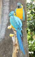 Image of Blue-throated Macaw