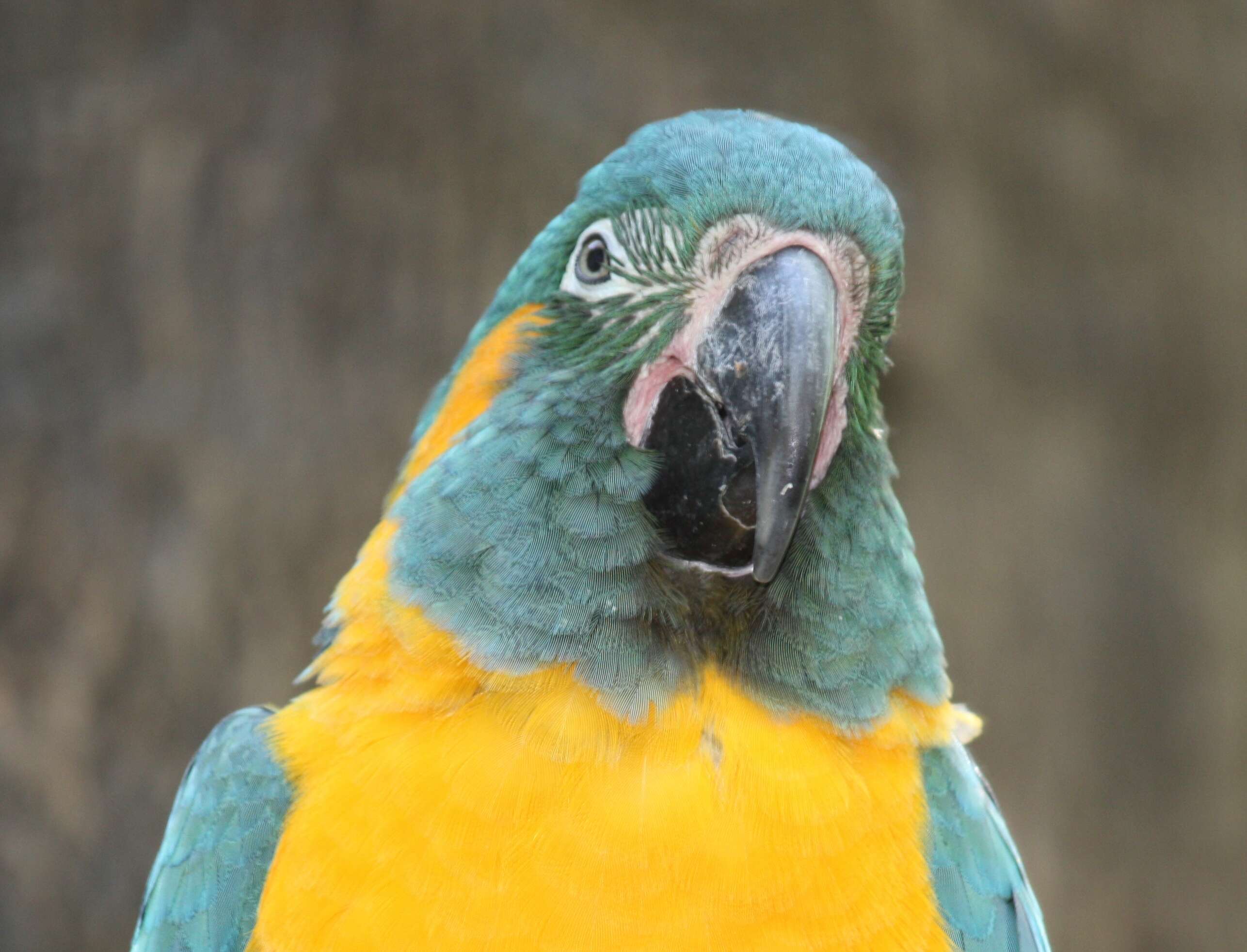 Image of Blue-throated Macaw