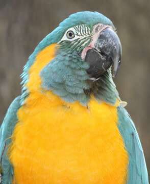 Image of Blue-throated Macaw