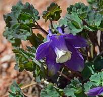 Image of Rocky Mountain blue columbine