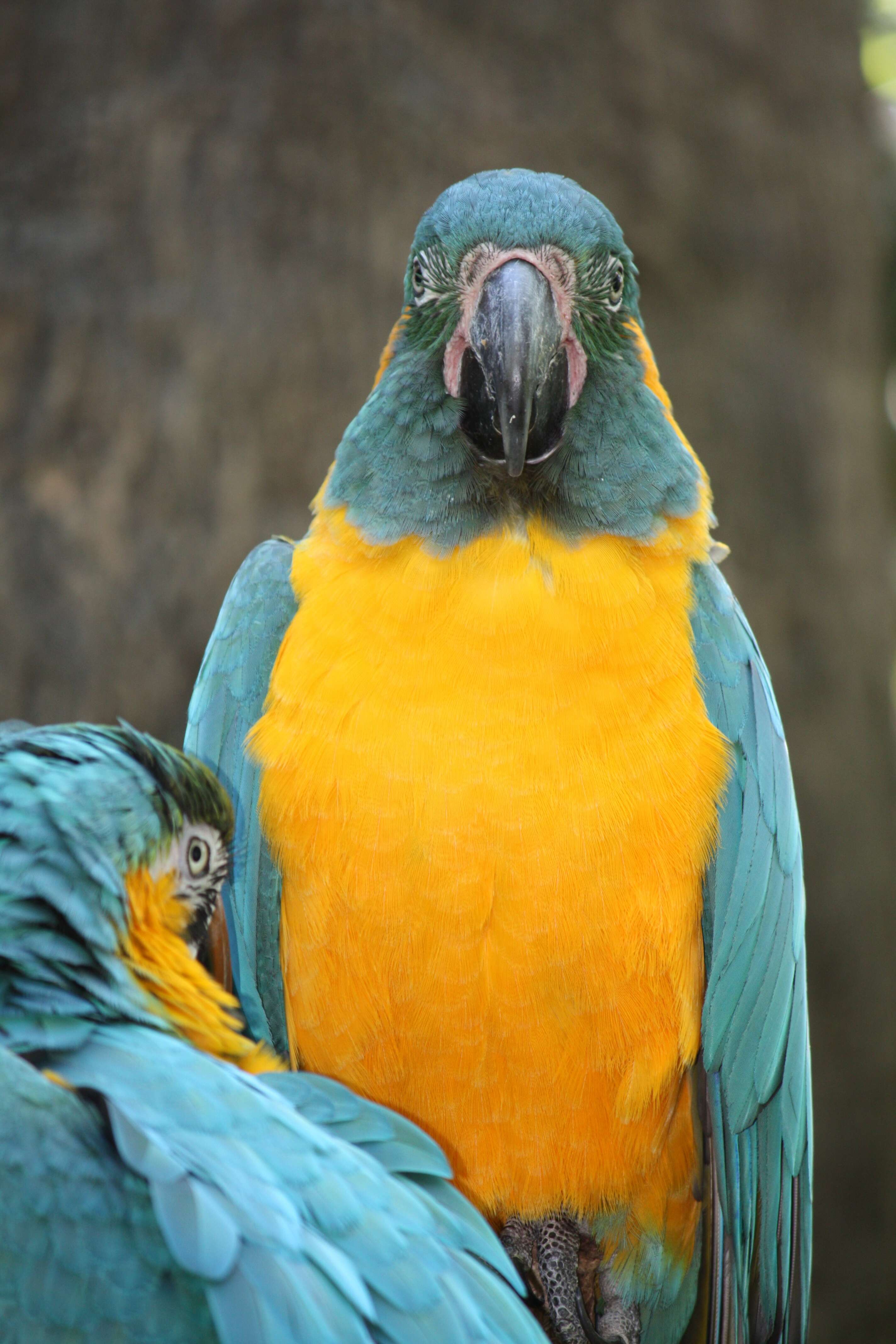 Image of Blue-throated Macaw