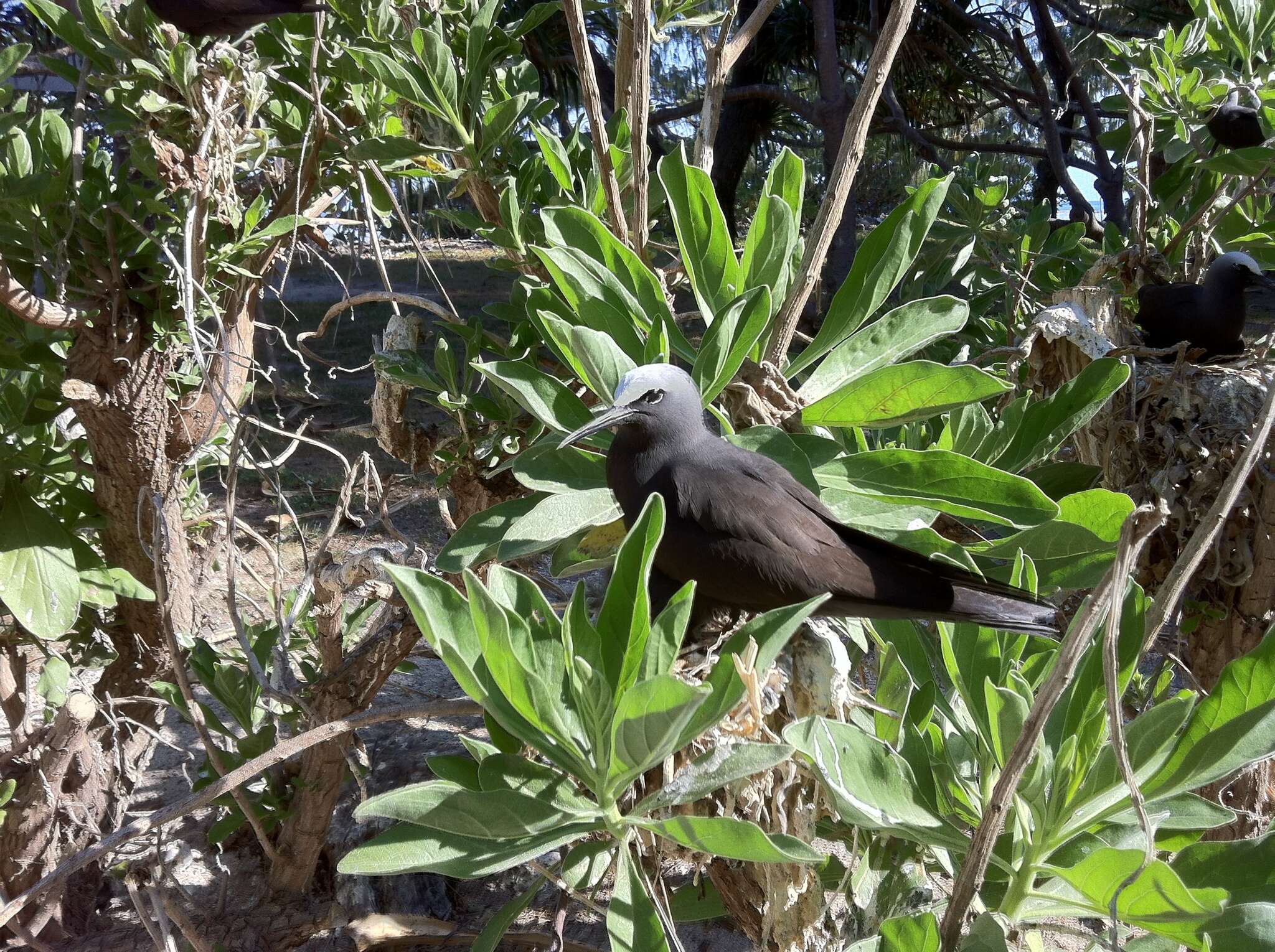 Image of Brown Noddy