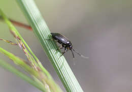 Image of Capsus wagneri Remane 1950