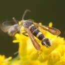 Image of Oak Gall Borer