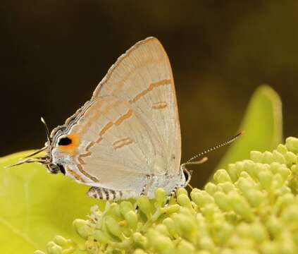 Image of Hypolycaena erylus teatus Fruhstorfer 1912