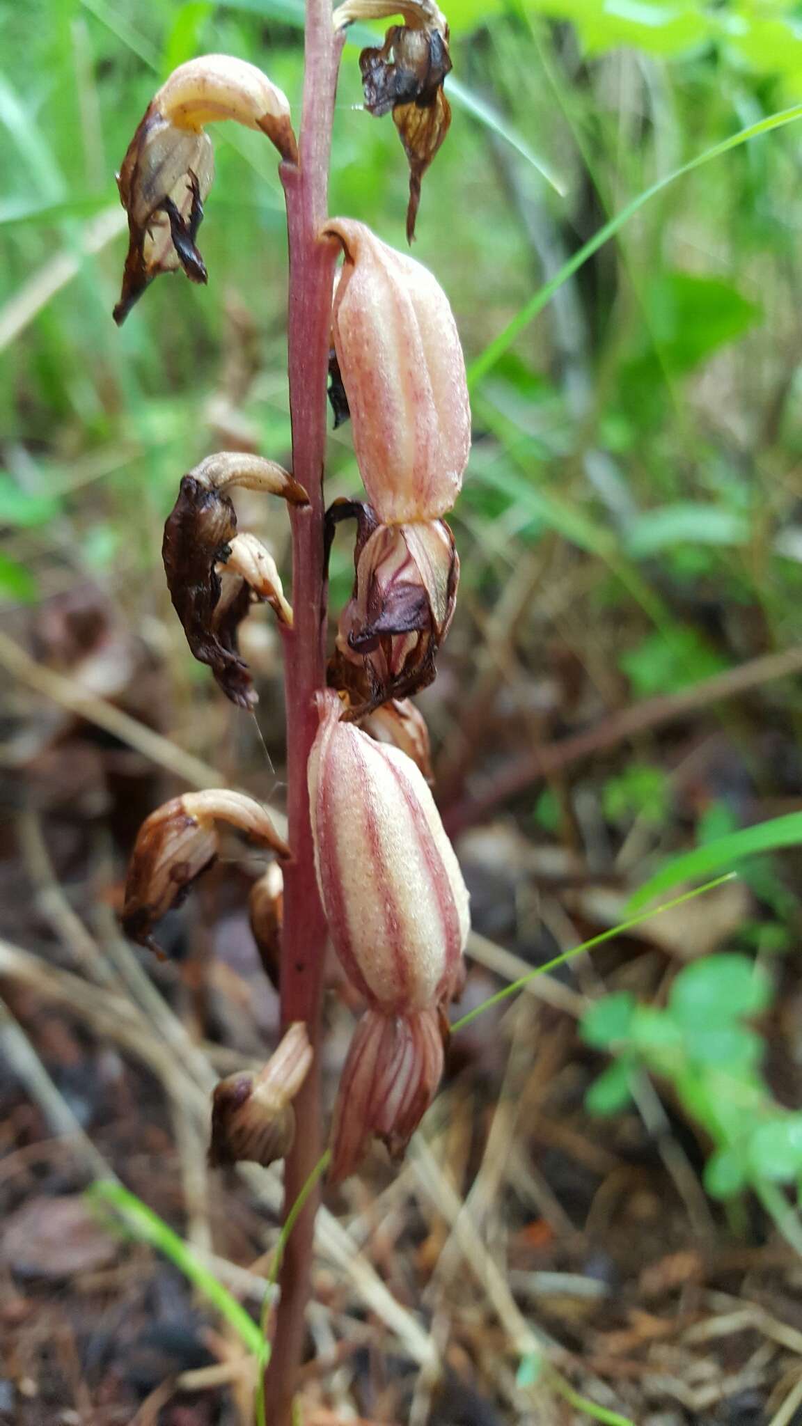 Image of Striped coralroot