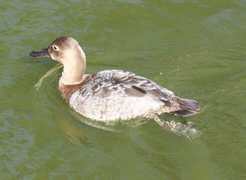 Image of Canvasback