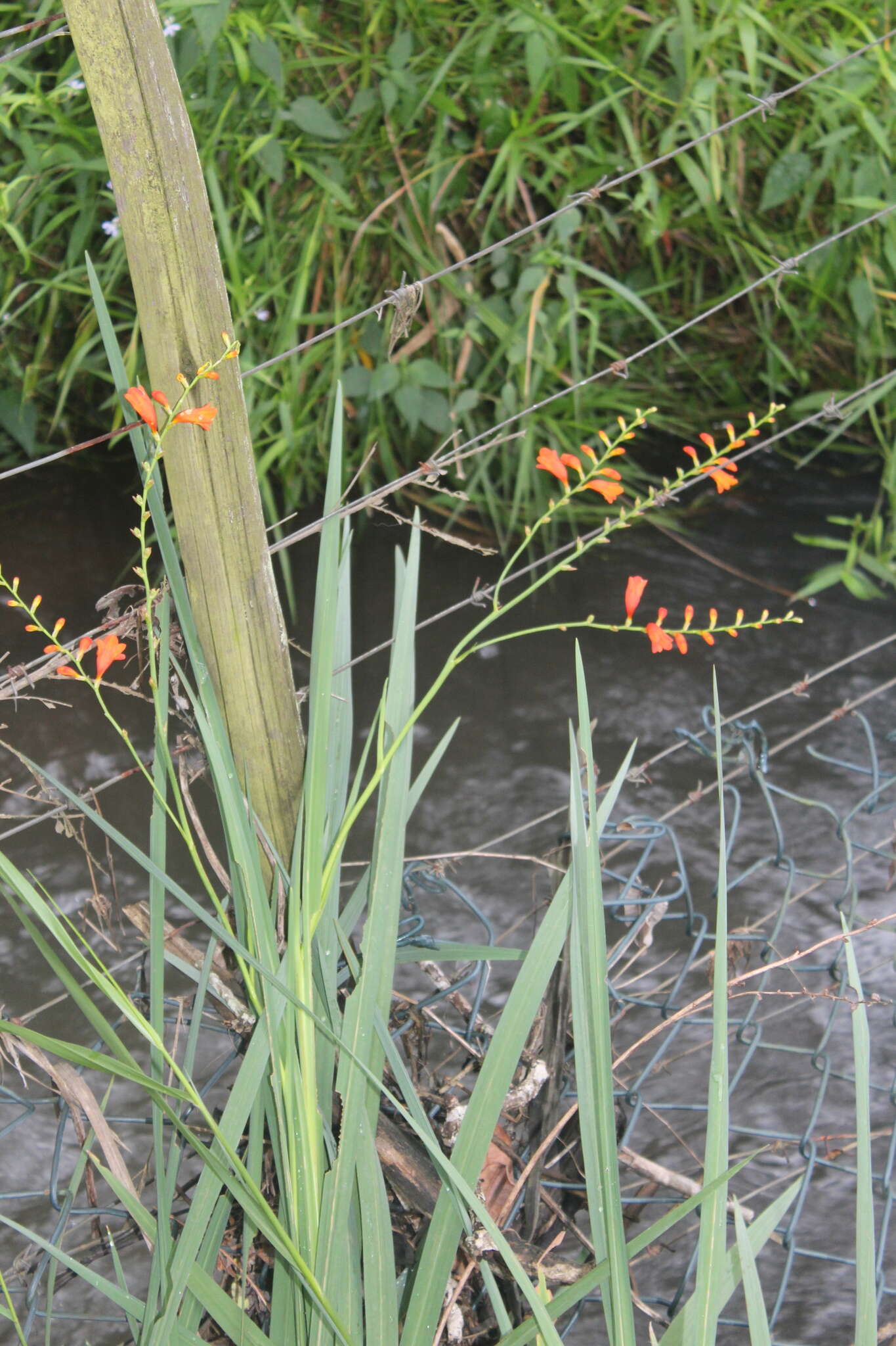 Image of Pott's Montbretia