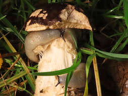 Image of Leccinum melaneum (Smotl.) Pilát & Dermek 1974