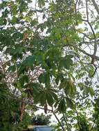 Image of ceara rubbertree