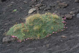 Imagem de Saponaria sicula Raf.