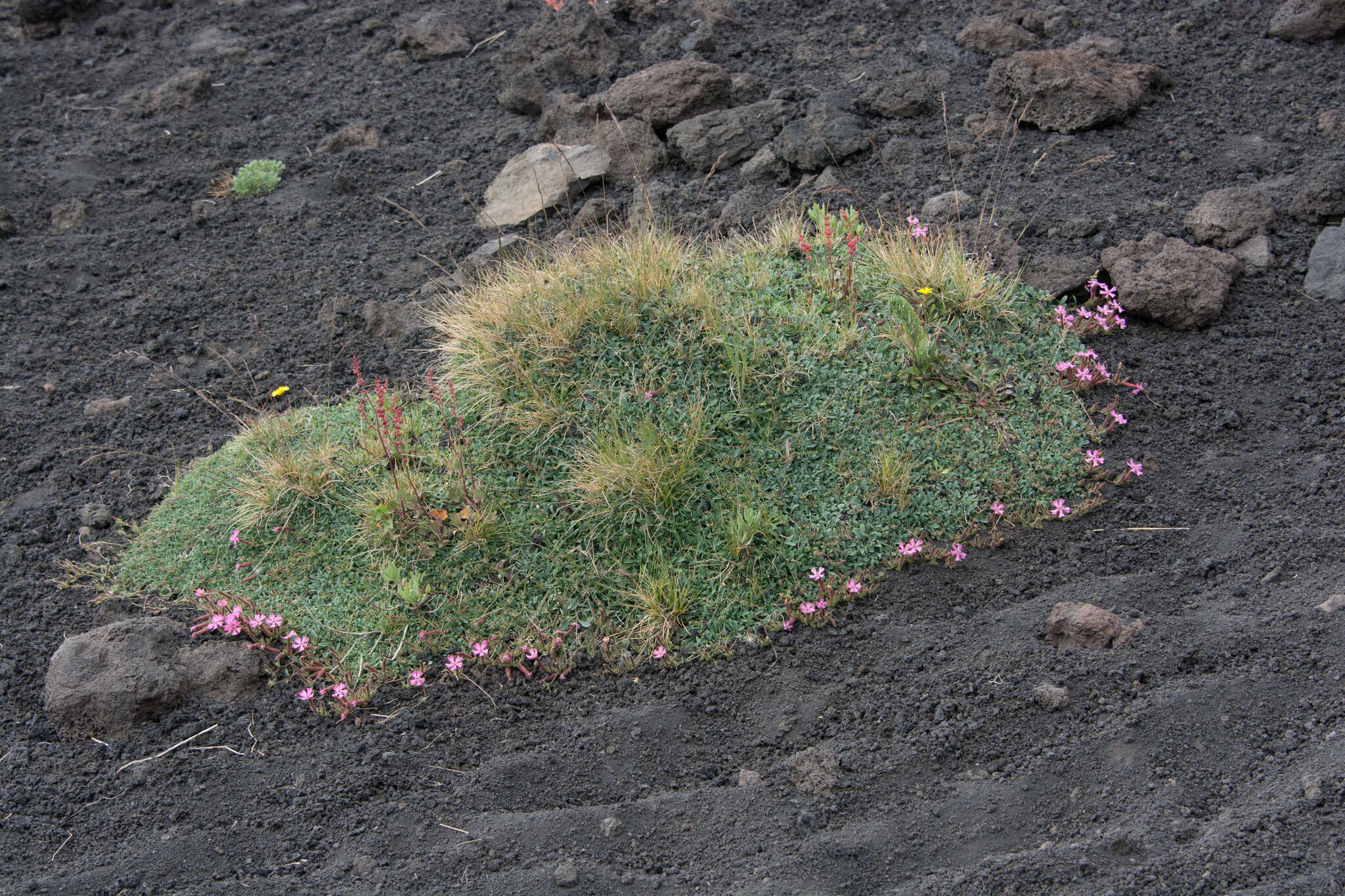 Image of Saponaria sicula Raf.