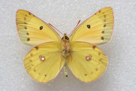 Image of Colias chrysotheme (Esper 1777)