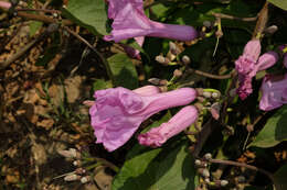 Ipomoea carnea subsp. carnea resmi