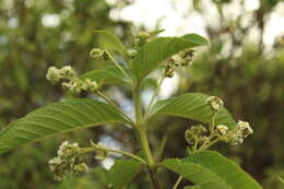 Image of Lippia hirsuta L. fil.