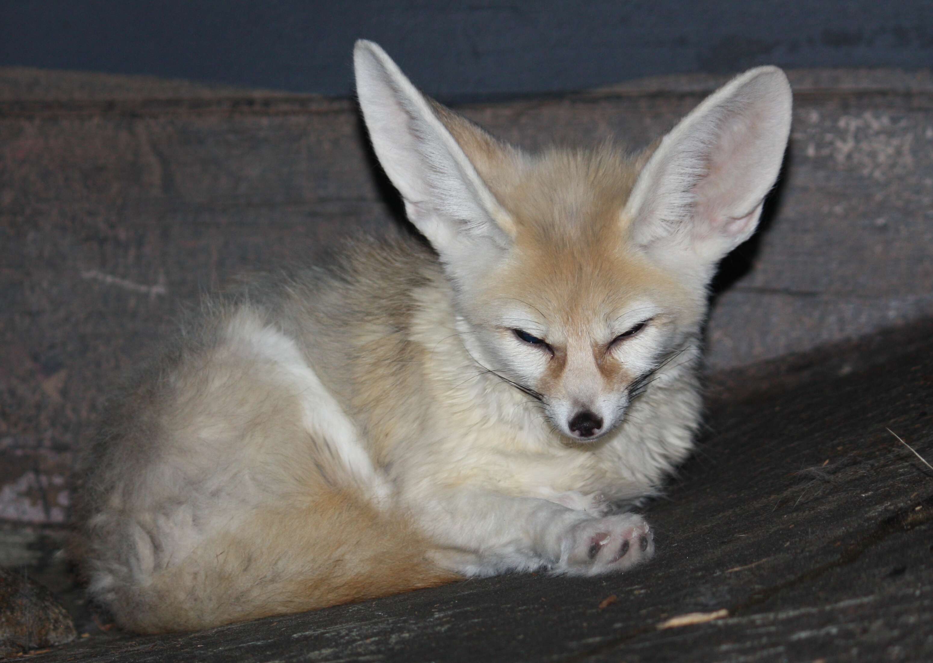 Image of Fennec Fox