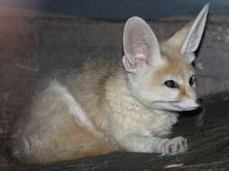 Image of Fennec Fox