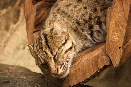 Image de Chat Pêcheur