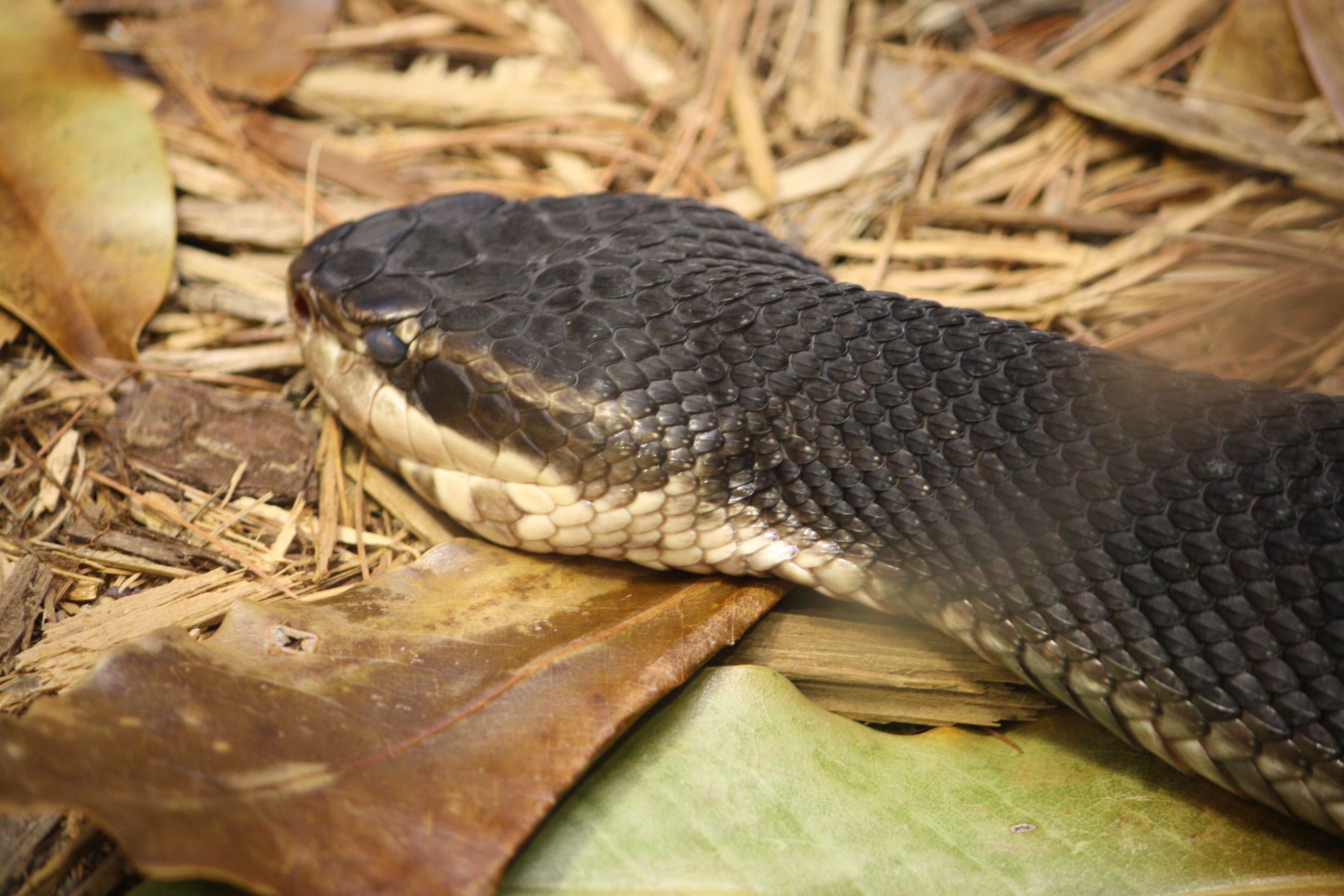 صورة Agkistrodon piscivorus conanti Gloyd 1969