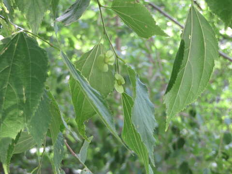 Слика од Pteroceltis