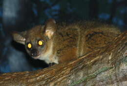 Image of Garnett's Greater Galago