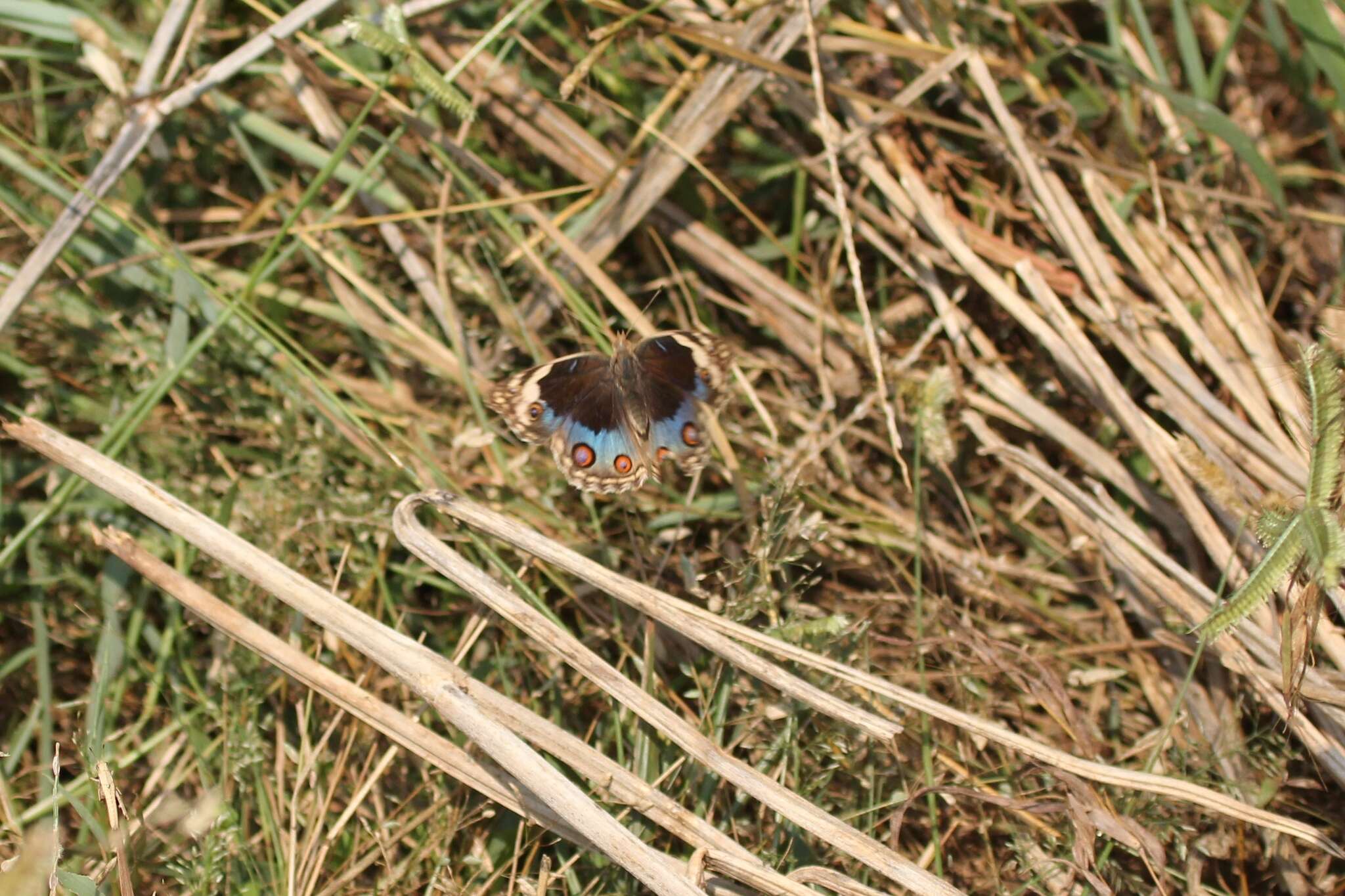 Image of Junonia orithya swinhoei Butler 1885