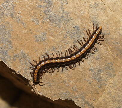 Image of Isocladosoma maculatum Jeekel 1984