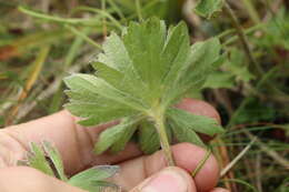 Imagem de Anemonastrum narcissiflorum subsp. crinitum (Juz.) Raus