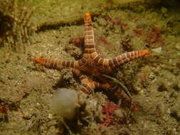 Image of Double Sea Star