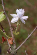 Image of Arabian jasmine