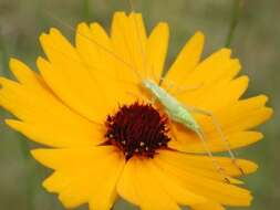 صورة Coreopsis gladiata Walt.